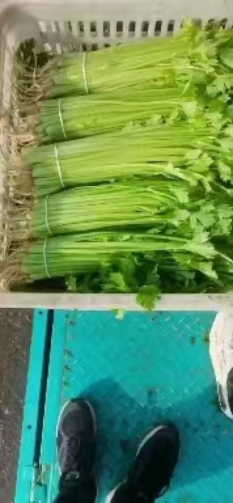【精】j江苏芹菜香芹品质保证全国对接欢迎联系