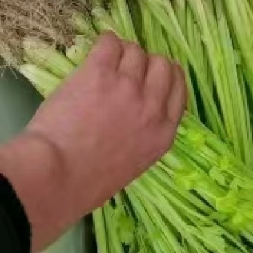 【精】j江苏芹菜香芹品质保证全国对接欢迎联系