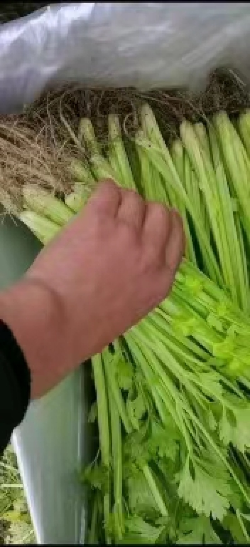 【精】j江苏芹菜香芹品质保证全国对接欢迎联系
