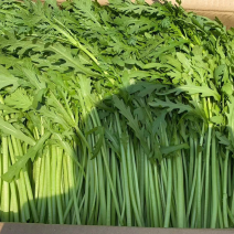 精品本地货，茼蒿，不空心，干货，质量有保障，量大从优