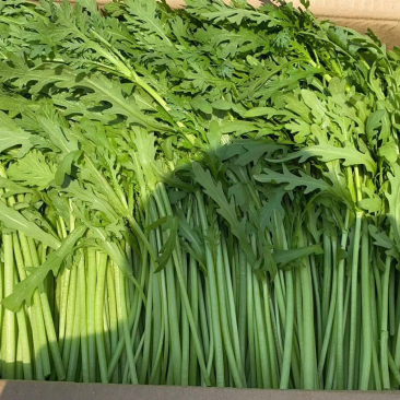精品本地货，茼蒿，不空心，干货，质量有保障，量大从优