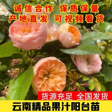 果汁阳台，庭院种植景观绿化，基地直供成活率高。
