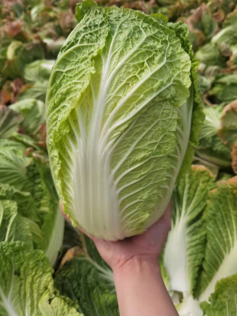 黄心大白菜基地发货价格实惠大量供应货源充足