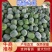 冬瓜，莘县一串玲吊冬瓜，白霜冬瓜，诚信代收，代发全国