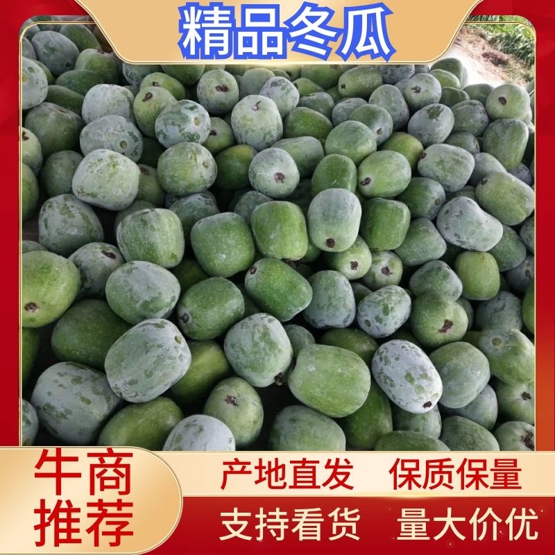 冬瓜，莘县一串玲吊冬瓜，白霜冬瓜，诚信代收，代发全国