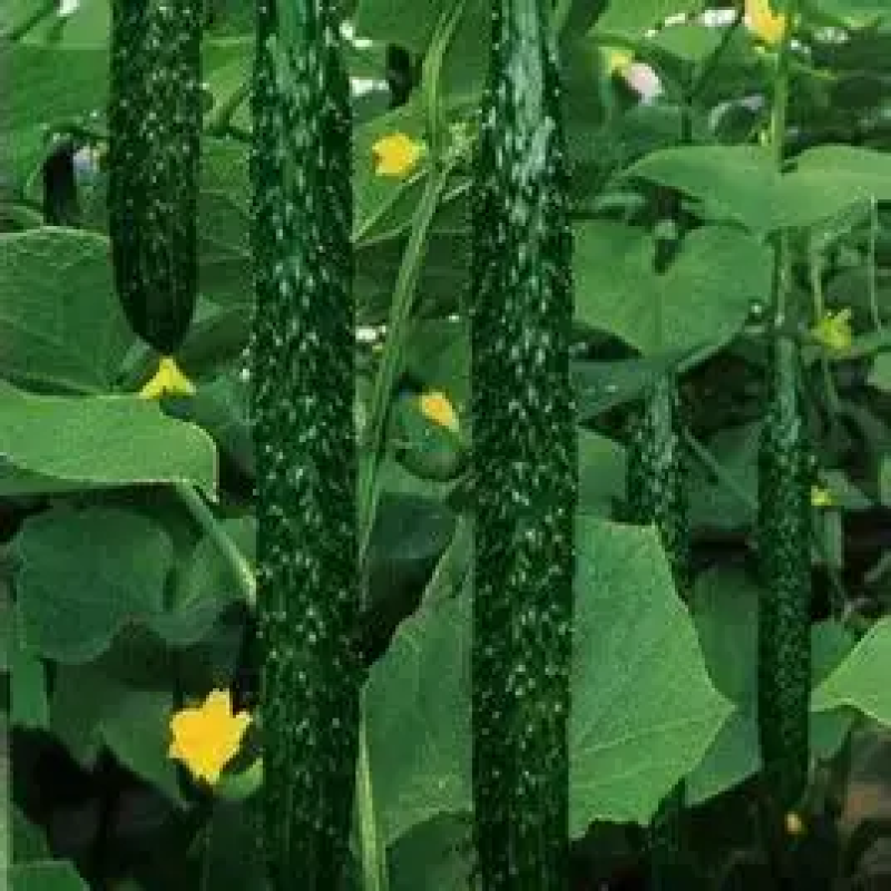 德瑞特72125公分以上干花带刺商超品质欢迎联系