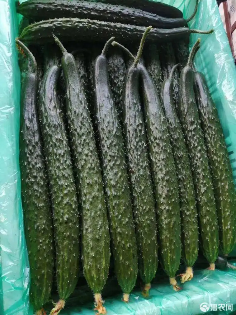 德瑞特72125公分以上干花带刺商超品质欢迎联系