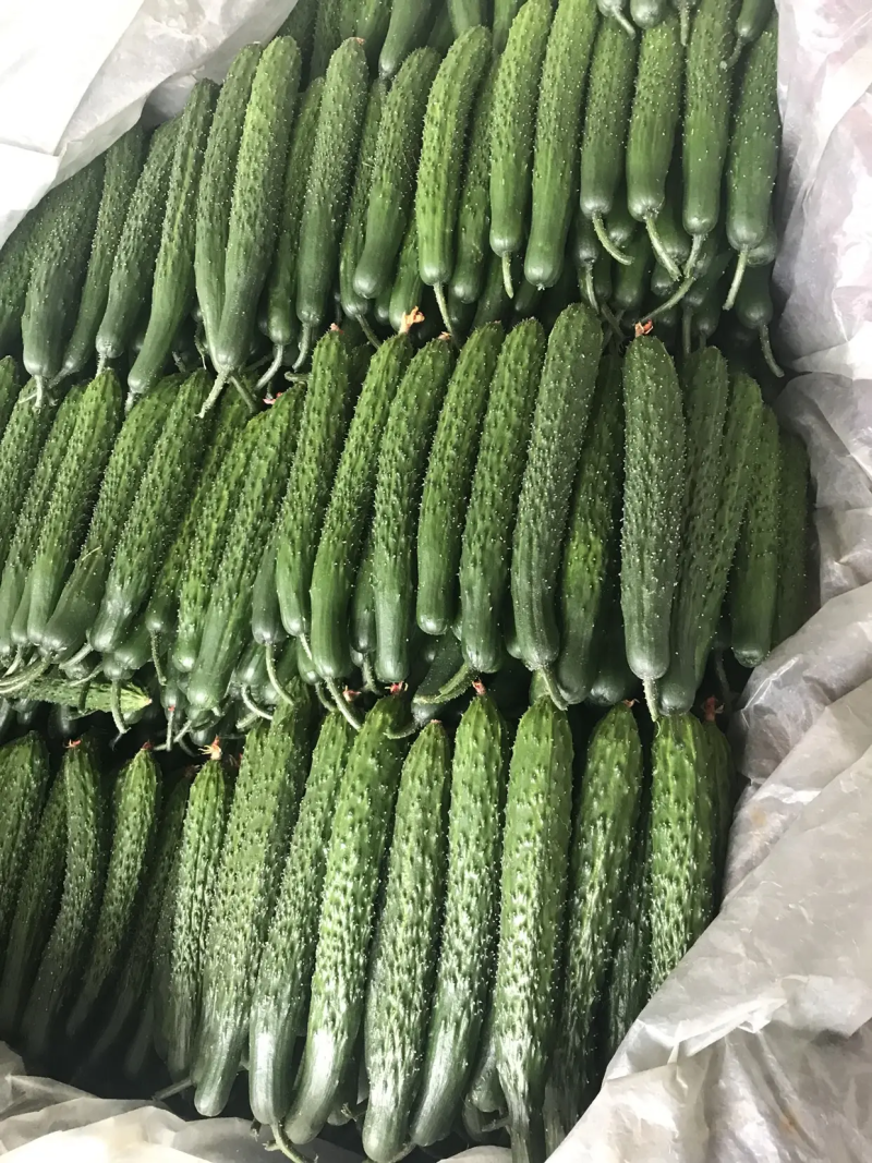 德瑞特72125公分以上干花带刺商超品质欢迎联系
