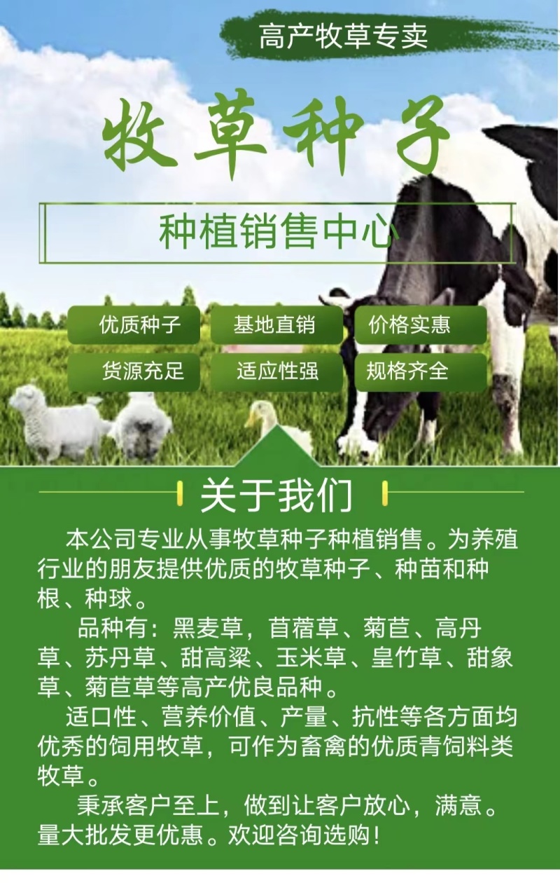 山东精品高丹王草耐盐碱抗旱抗涝茎粗叶宽出草量高