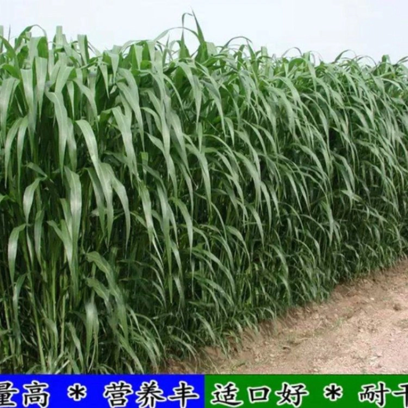 山东精品高丹王草耐盐碱抗旱抗涝茎粗叶宽出草量高