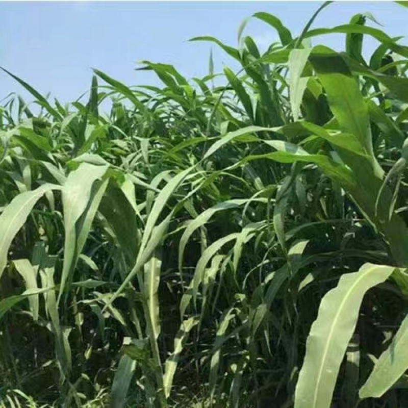 山东精品高丹王草耐盐碱抗旱抗涝茎粗叶宽出草量高