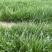 精品多年黑麦草四季常青多年生植物叶片柔软全国发货