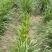 精品多年黑麦草四季常青多年生植物叶片柔软全国发货