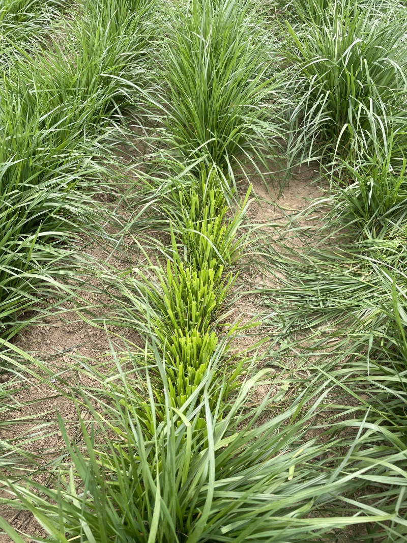 精品多年黑麦草四季常青多年生植物叶片柔软全国发货