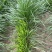 精品多年黑麦草四季常青多年生植物叶片柔软全国发货