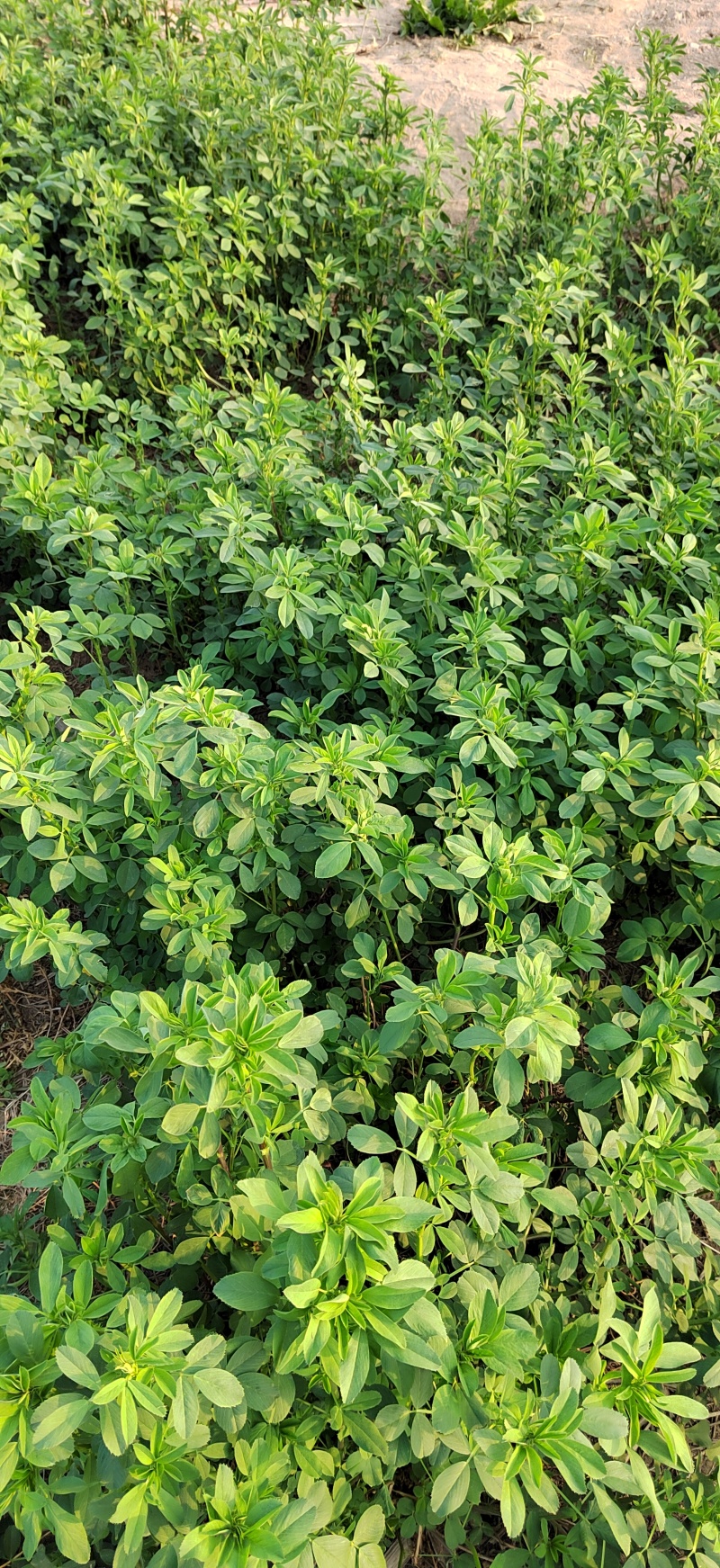 紫花苜蓿草种子四季牧草