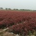 石楠苗，基地培育精品红叶石楠苗，现挖现发，提供技术指导