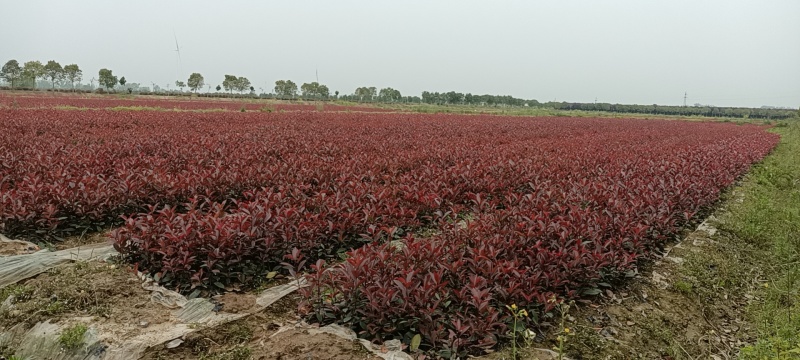 石楠苗，基地培育精品红叶石楠苗，现挖现发，提供技术指导