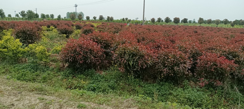 石楠苗，基地培育精品红叶石楠苗，现挖现发，提供技术指导