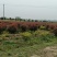 石楠苗，基地培育精品红叶石楠苗，现挖现发，提供技术指导