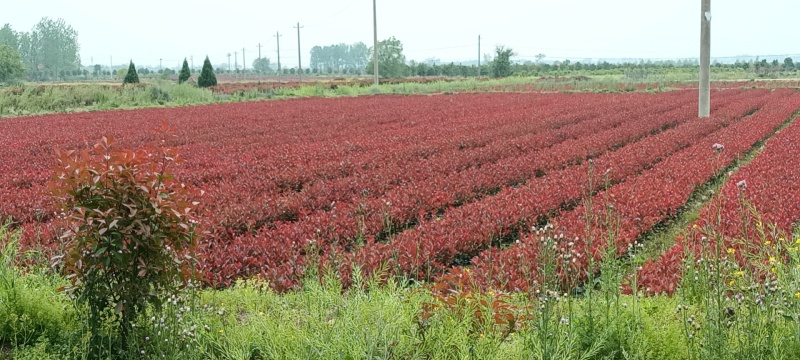 石楠苗，基地培育精品红叶石楠苗，现挖现发，提供技术指导