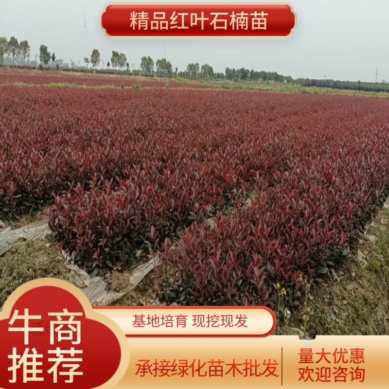 石楠苗，基地培育精品红叶石楠苗，现挖现发，提供技术指导