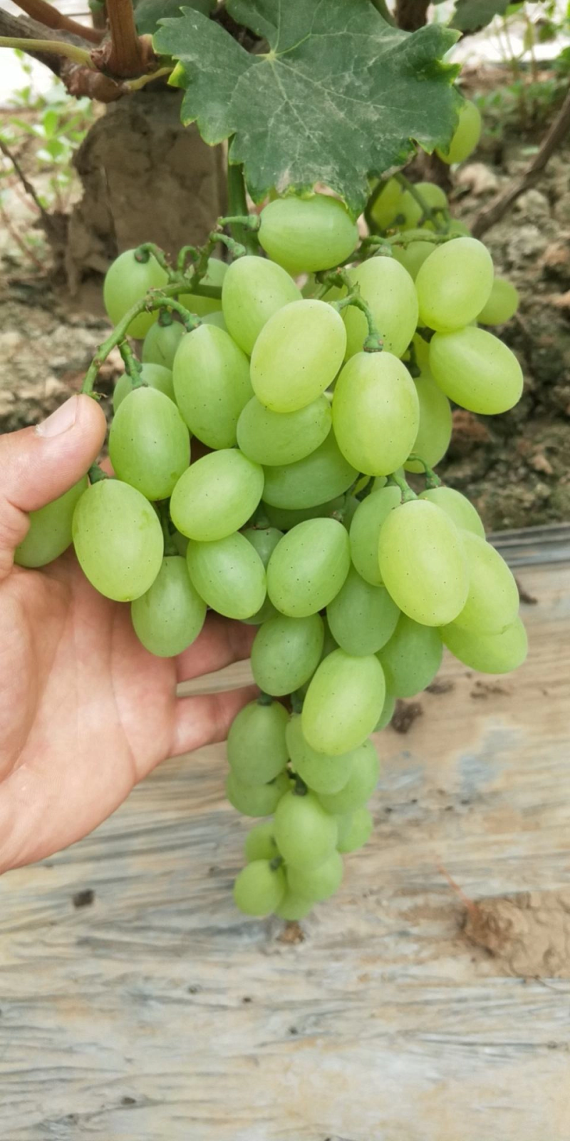 维多利亚葡萄大量上市河北产地发货质量上乘量大优惠全国发货