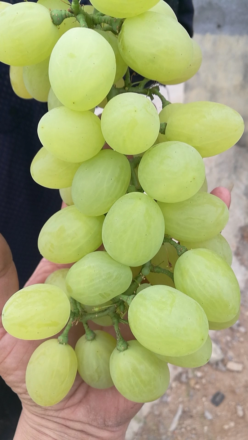 维多利亚葡萄大量上市河北产地发货质量上乘量大优惠全国发货