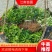 大叶黄杨苗根好苗壮量大从优基地直供存活率保障