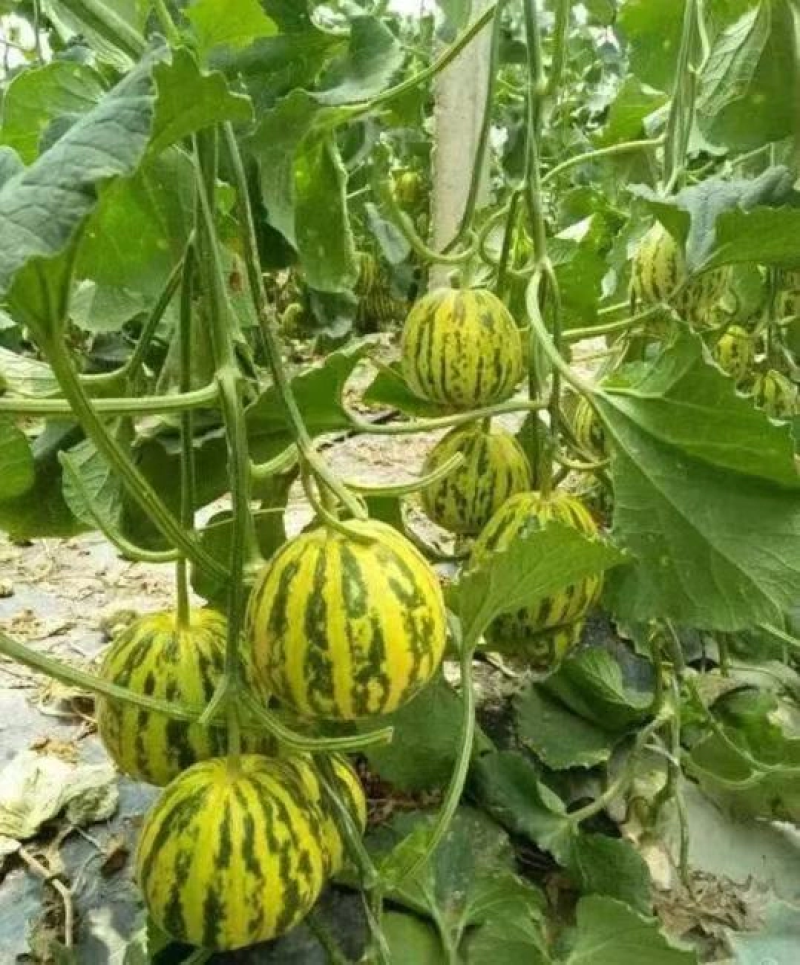 【推荐】花蕾甜瓜花，花姑娘，天香二号，产地直发