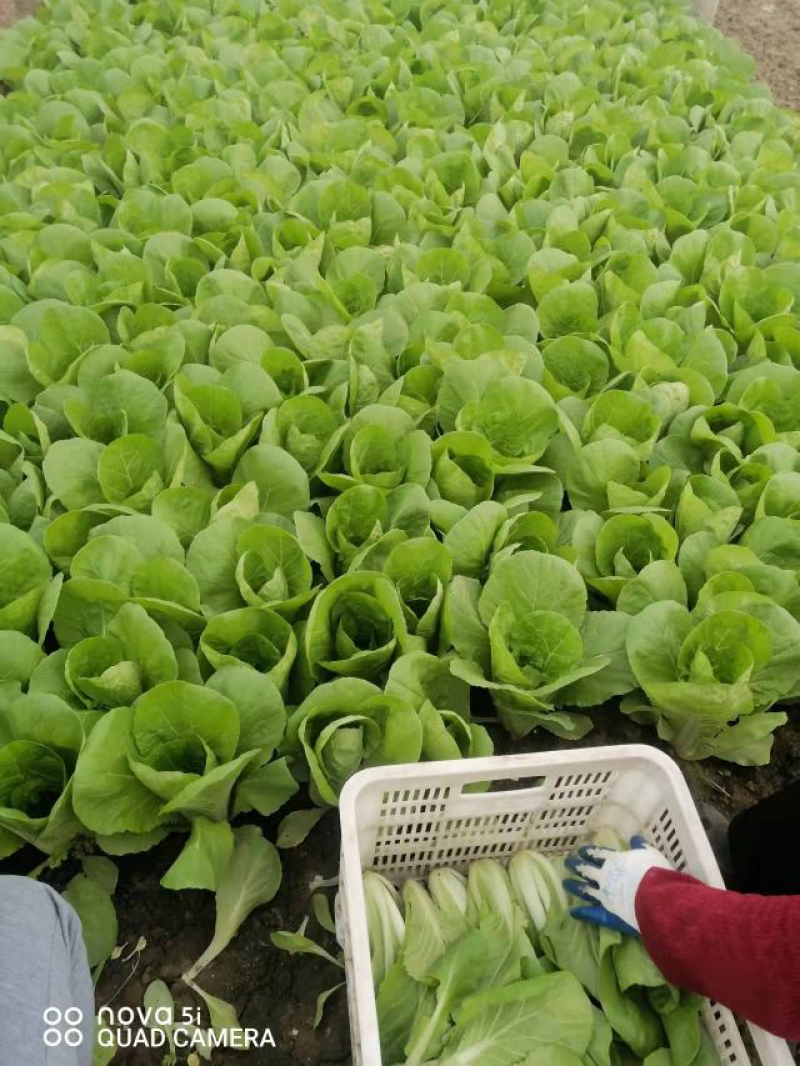 安徽太和县产地，精品快菜，上海青产地直供，量大优惠