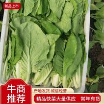 安徽太和县产地，精品快菜，上海青产地直供，量大优惠