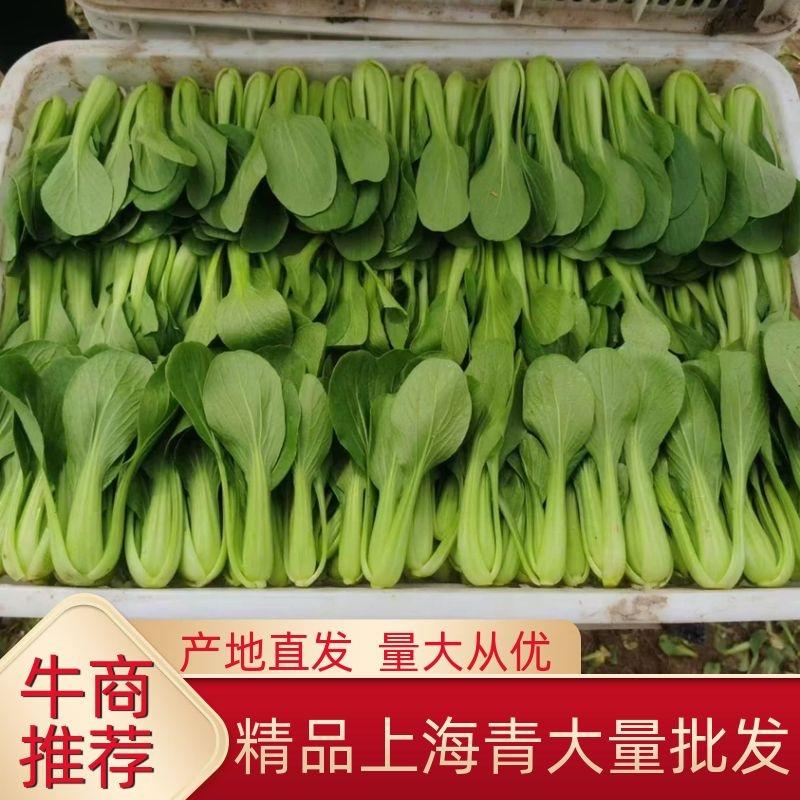 精品上海青小油菜快菜产地直供一手货源批发欢迎咨询