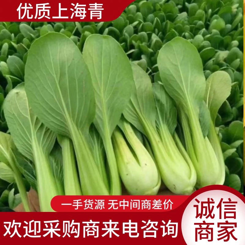 安徽太和县精品小油菜，上海青全国代办，产地直发，价格优惠