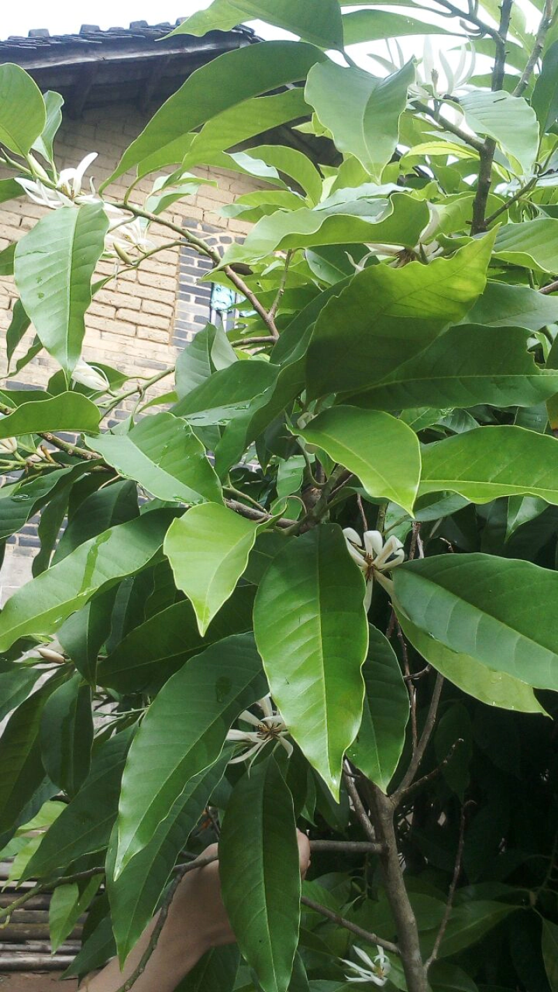 白玉兰苗60厘米高以上质量好价格低诚信合作视频看货，杯苗