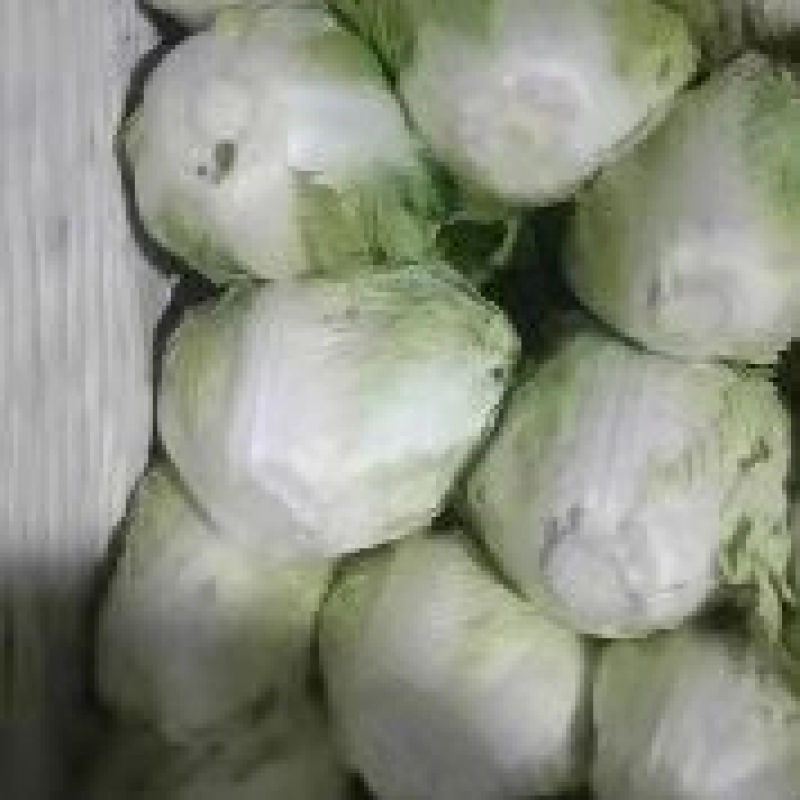 大白菜大量上市新鲜有货价格实惠欢迎大家采购