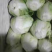 大白菜大量上市新鲜有货价格实惠欢迎大家采购
