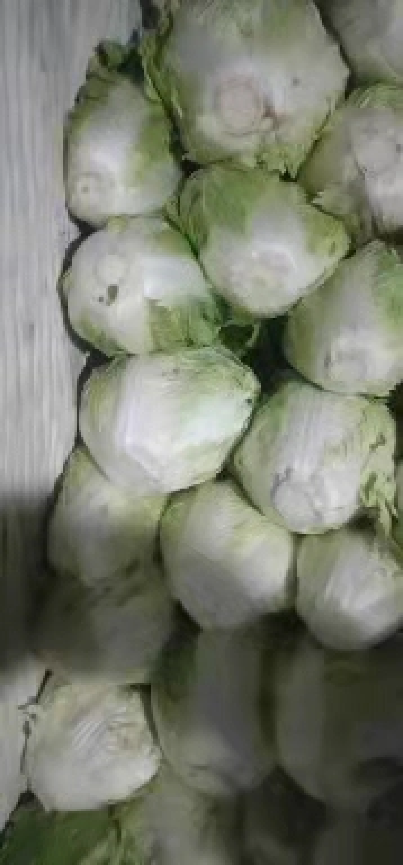 大白菜大量上市新鲜有货价格实惠欢迎大家采购