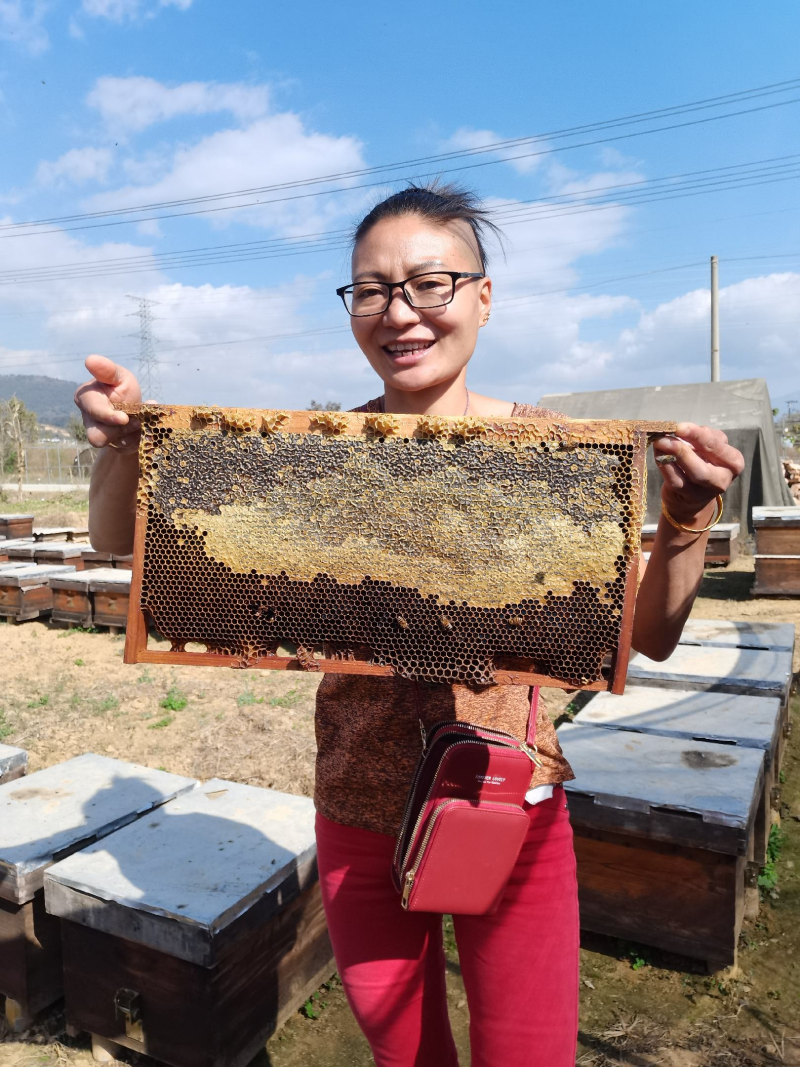 云南蜂花粉茶花粉支持一件代发可常年供应