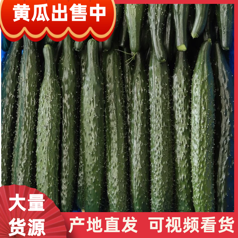 黄瓜基地，亮条干花密刺新鲜，全国直发欢迎咨询合作