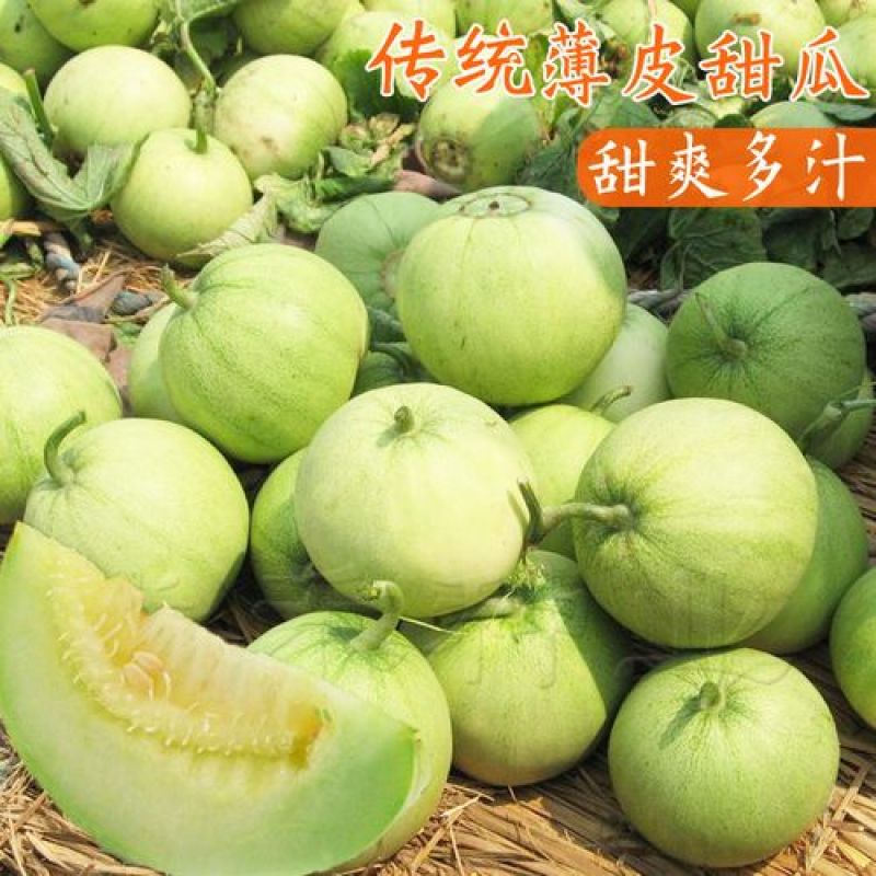 【精品】甜宝甜瓜即将大量上市货源充足一手货源质量保障
