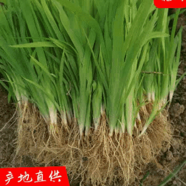 药用射干苗绿化苗提供种植技术后期上门回收