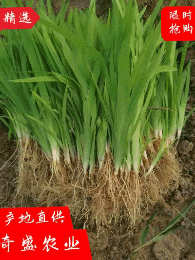 药用射干苗绿化苗提供种植技术后期上门回收