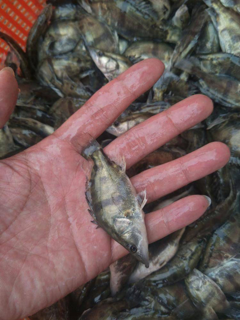 桂花鱼苗翘嘴鳜批发