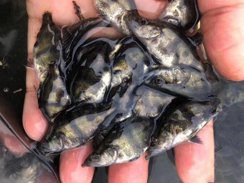桂花鱼苗翘嘴鳜批发