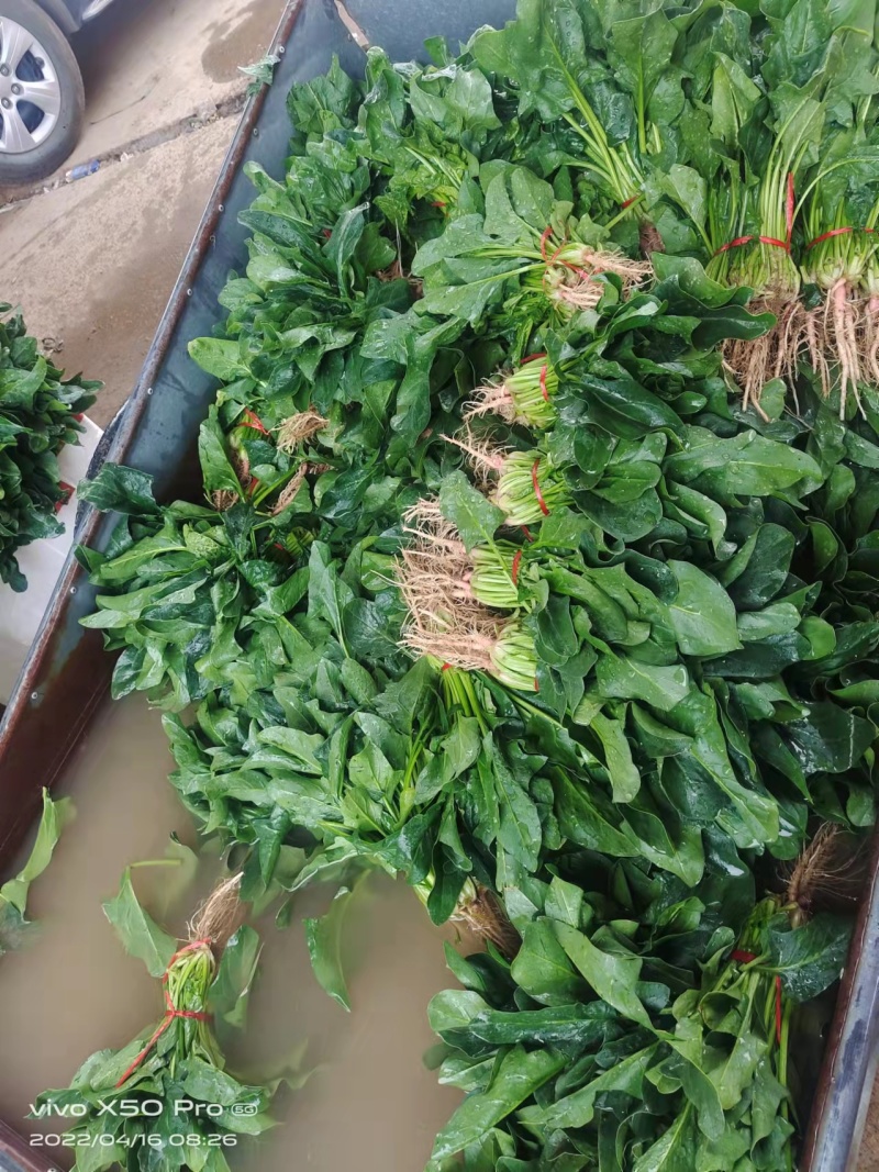精品菠菜大量上市中量大从优欢迎选购支持视频看货