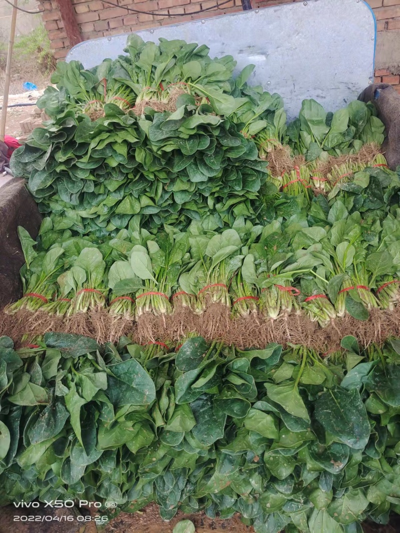 精品菠菜大量上市中量大从优欢迎选购支持视频看货