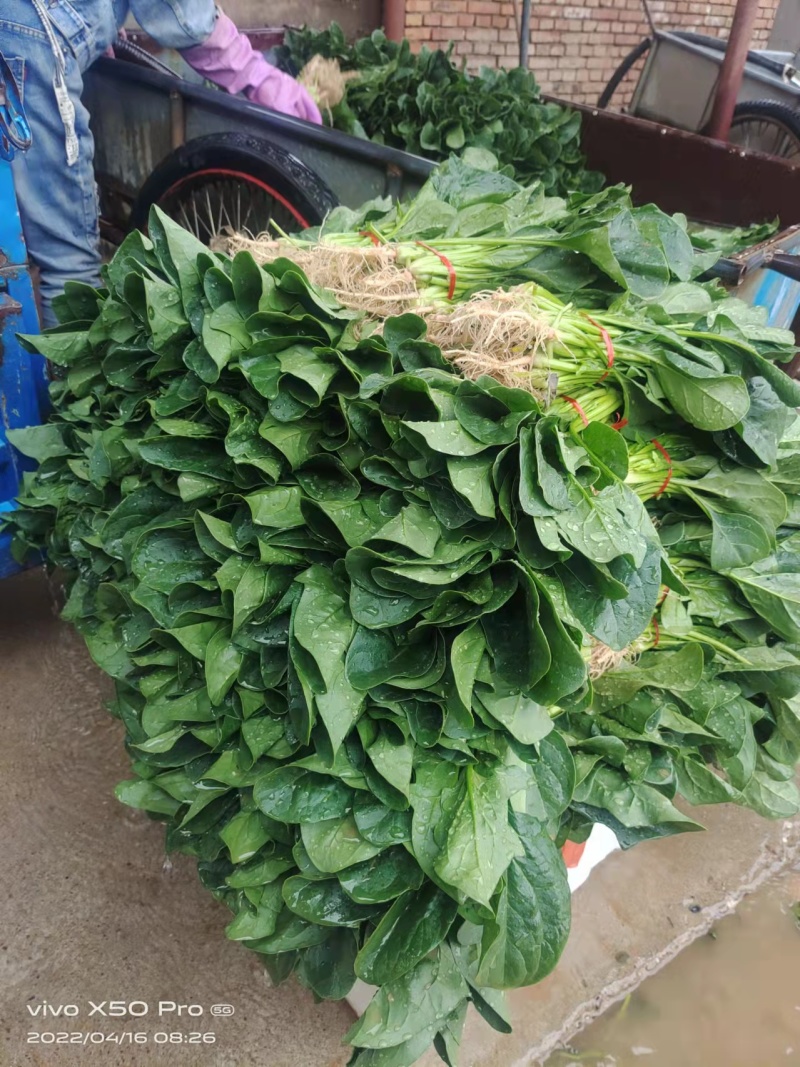 精品菠菜大量上市中量大从优欢迎选购支持视频看货