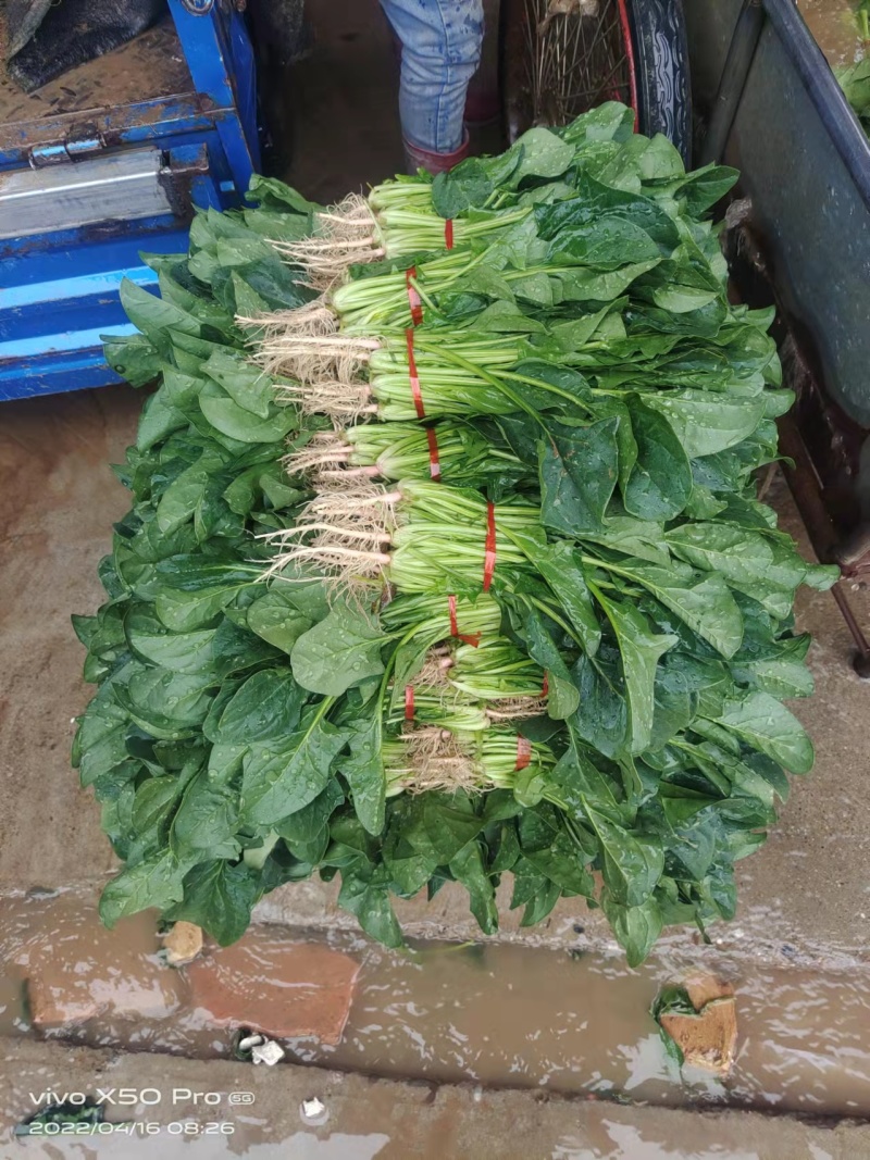 精品菠菜大量上市中量大从优欢迎选购支持视频看货