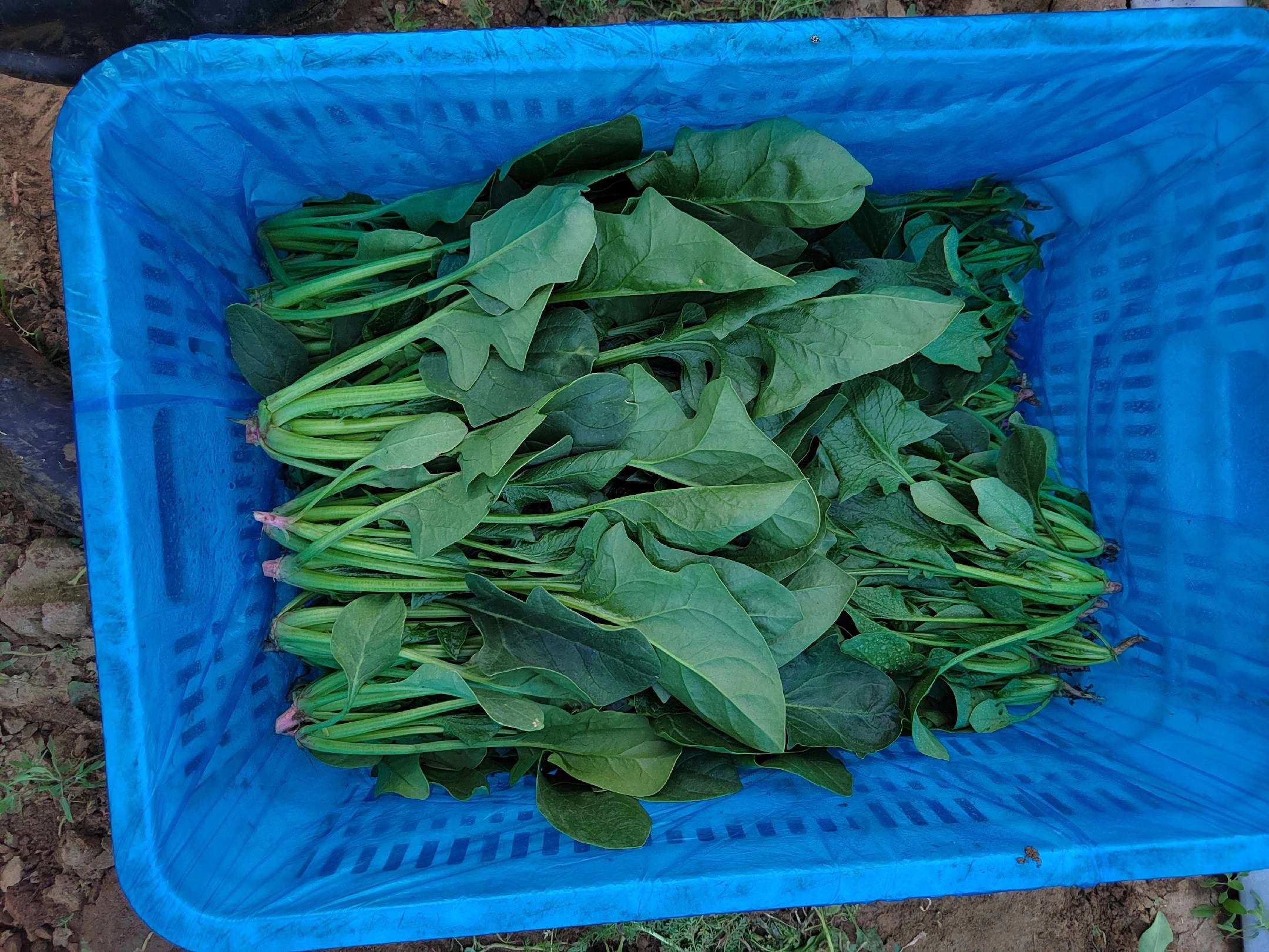 大叶菠菜新鲜采摘场景